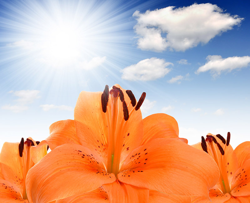 flowers / stunning flowers flowers / but flowers