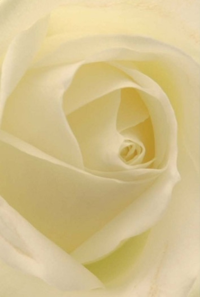 Contemplate the beauty of this white rose, captured at a distance that reveals every nuance of softness and form-a classic bouquet brought to life by Byfleet's passionate florists. The interplay of whites and creams ripple through each petal, mimicking the gentle quality of light that graces the River Wey on quiet afternoons. Intricate spirals at the rose's heart signify purity and gentle resilience, making this an ideal selection for weddings, apologies, or heartfelt gestures in and around Byfleet. Soft shadows gather within the bloom, and a gentle glow radiates from its centre, recalling the promise of new beginnings or the unwavering comfort of a close community. Beneath these layers lies a subtle fragrance-pure, serene, and reminiscent of summer mornings in Byfleet's gardens. This rose stands as an elegant tribute, its crafted perfection speaking eloquently where words fall short.