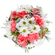 A stunning ode to spring's renewal, this bouquet from Flower Delivery Byfleet is a true celebration of nature's gentle vibrancy and careful artistry. At its core gleam cheerful white daisy faces, each surrounded by fresh lime centers, basking in the soft embrace of coral-carnation petals that ripple outward in lively ruffles. Feathery clouds of baby's breath dance throughout, bringing a lightness and whimsical mood to the entire composition, much like wildflowers glimpsed along Byfleet's leafy byways. Fragrant eucalyptus leaves and delicate, blush-tipped alstroemeria buds peek out thoughtfully between the blooms, lending depth, texture, and a feeling of local freshness. Encircled by diverse greenery, the bouquet exudes both structure and spontaneity, inviting admiration and a gentle sense of celebration. Whether chosen for a birthday, anniversary, or simply to brighten someone's day, this arrangement is an embodiment of Byfleet's welcoming nature and a testament to the devoted talent of its florists. Every detail, from colour selection to stem placement, reflects an expert's touch and a commitment to delivering moments of joy-all captured in the vibrant artistry of this overhead floral portrait.